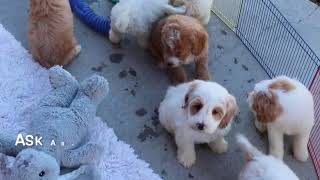 F1B Cockapoo Puppies Playing SD 480p [upl. by Schecter]