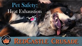 Pet Safety  Heat Exhaustion Awareness [upl. by Ettesyl]