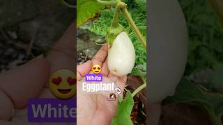 Cute little Eggplant in white color travel discovery naturelovers plants fruit shorts [upl. by Gilliam]