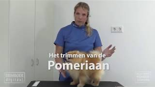 videotrailer Pomeriaan [upl. by Sirehc753]