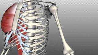 Features of the Humerus  Anatomy Tutorial [upl. by Nitsud]