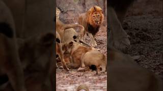 King of Pride entry animals wildlife shortsfeed viralvideo [upl. by Alesi]