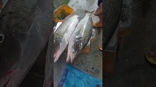 Big Fish Long Nose Emperor fishing seafood fishinglife [upl. by Dosia]