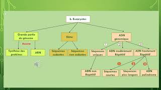 La génétique pas à pas Les gènes et leurs séquences chez les Eucaryotes et Procaryotes [upl. by Aryamo]