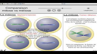 Comparaison méiose vs mitose [upl. by Rayburn]