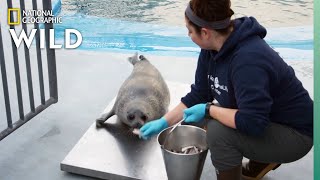 Weigh Day  Alaska Animal Rescue [upl. by Salem859]