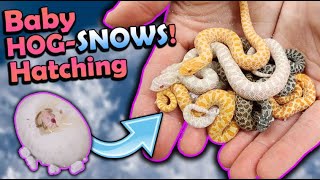 Baby SNOW Hognose Snakes Hatching [upl. by Ytnom311]