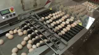 Vencomatic Group Prinzen  PSPC7  Hatching egg packer [upl. by Ydur]