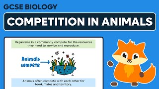 Competition in Animals  GCSE Biology [upl. by Rocker]