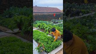 The spring breeze blows through the vegetable patch the summer rain drops on the leaves [upl. by Colan119]