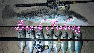 Beach Fishing at Night Mulloway and Tailor [upl. by Ailesor]