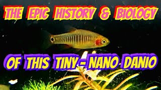 The Incredible History amp Biology of The Emerald Dwarf Rasbora  Danio erythromicron Care amp Breeding [upl. by Annaigroeg]