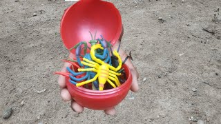 Find many animal toys in ball scorpionsantscockroachesgrasshoppersspidersladybugscentipedes [upl. by Naugan73]