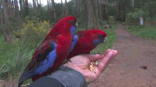 Parrots in Australia [upl. by Perseus895]