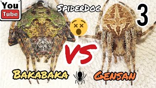 BEST of 3 BAKABAKA vs GENSAN Derby Spider 3rd Match Final Fight [upl. by Aremmat]