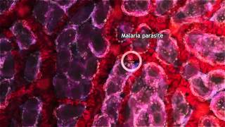 Malaria Lifecycle Part 1 Human Host 2016 [upl. by Shien421]