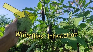 Paano Mapupuksa ang mga Whiteflies sa Talong gardening eggplant talong [upl. by Nywra347]