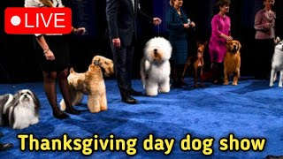 Thanksgiving day dog show 2024 live [upl. by Notyarb]