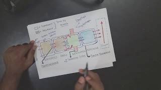 APOPLAST AND SYMPLAST PATHWAY DETAILED  DIFFERENCE BW APOPLAST AND SYMPLAST [upl. by Otero282]