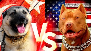 Pitbull VS Kangal  Turkish Kangal VS American Pitbull Terrier Comparison  ENIK [upl. by Mastrianni]