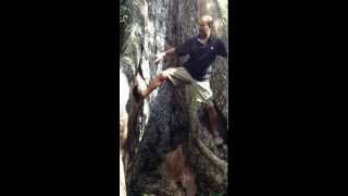 Huge Honduran Mahogany Tree in the Jungle  Part 2 [upl. by Nilrak]