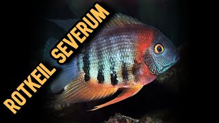 A closer look at the ROTKEIL SEVERUM [upl. by Quillon]