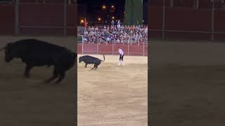 Salto de espaldas al toro en Pozuelo de Alarcón Chiquitín shorts [upl. by Anyt]