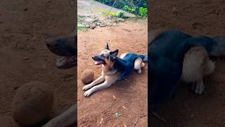 Jarman shaped  dog video [upl. by Verdha455]