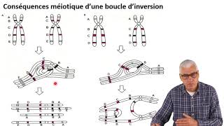 Cours N° 9 Aberrations chromosomiques  Anomalies de structure [upl. by Lerej676]