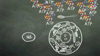 Mitochondria  NSF Chalk Talk [upl. by Robison]