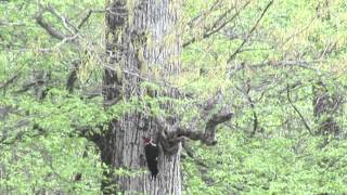 The Search for the IvoryBilled Woodpecker [upl. by Augy]