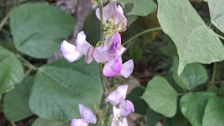 সীমmahasin ayurbedic plants  rooftops youtube videos Bangladesh viyetnum bihar recipe farm [upl. by Aklog]