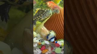 Apple snail 🐌 gift mila aquarium applesnail petsvlog aquariumfish aquascape snail shorts [upl. by Ilzel]