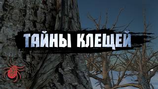 Все фазы развития клещей личинка нимфа имаго [upl. by Solly]