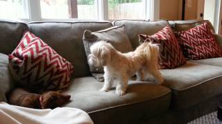 Dachshund puppy vs Lhasa Apso [upl. by Eiuqcaj168]