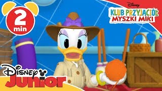 Klub przyjaciół Myszki Miki  Safari Pete i układanka Oglądaj w Disney Junior [upl. by Sik]