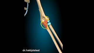 anconeus Ms  anatomy of upper limb [upl. by Eugine]