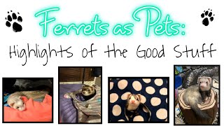 Ferrets as Pets Highlights of the Good Stuff  Pros of Owning Ferrets [upl. by Hannibal]