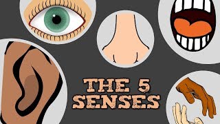 THE 5 SENSES catchy song for kids about quotsee hear smell taste touchquot [upl. by Quartana]