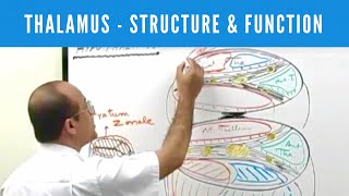 Thalamus  Structure and Function  Neuroanatomy [upl. by Vatsug]