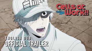 Cells at Work English Dub Trailer [upl. by Hayden836]