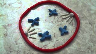 MsBetancourts Stop Motion Animation Projects of Mitosis Group 1 [upl. by Gnilrad]