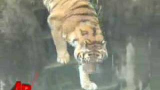 Teen Was High When Mauled by Tiger [upl. by Asir]