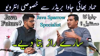 Java Sparrows Complete Information by Hammad Hameed Bhai in Urdu Hindi  Java Sparrow Breeding Tips [upl. by Sivie]