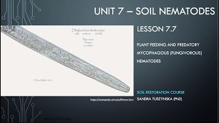 Lesson 77  Fungivorous nematodes as plant parasites and predators [upl. by Anauqal]