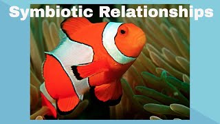 Examples of Symbiotic Relationships [upl. by Lednew]