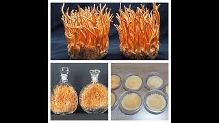 Cordyceps militaris Growing Process and Spores Release [upl. by Akimehs275]