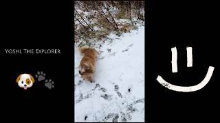 WATCH ME GO FIRST SNOWFALL OF THE SEASON SO EXCITED miniaussie chiweenie [upl. by Slaby]