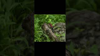 Woodpecker at Work Drilling and Flying Away Woodpecker NatureLovers Shorts WildlifeNature [upl. by Ishmael569]