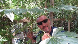 Fatsia japonica Best Exotic Plant for Dry Shade [upl. by Derick]